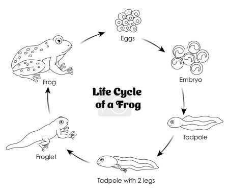 Lebenszyklus eines Frosches Schwarz-Weiß-Linienkunst zum Färben und Lernen