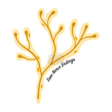 Illustration for Free Nerve Endings skin receptor colorful illustration on a white background - Royalty Free Image