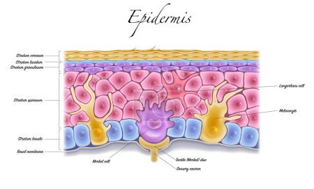 Téléchargez les illustrations : Epidermis anatomy closeup colorful illustration on a white background - en licence libre de droit