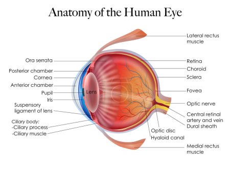 Detaillierte Darstellung der Anatomie und Struktur des menschlichen Auges. Das Bild zeigt Iris, Pupille, Linse, Netzhaut, Sehnerv und andere bedeutende Strukturen des Auges.