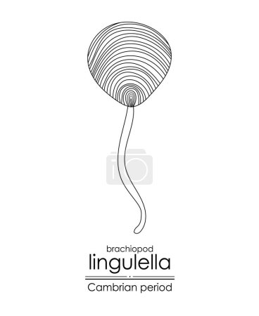 Illustration for Lingulella phosphatic-shelled brachiopod, a Cambrian period creature, black and white line art illustration. Ideal for both coloring and educational purposes - Royalty Free Image