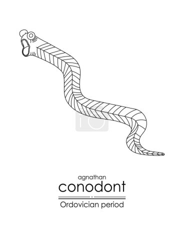 Ilustración de Conodont un vertebrado sin mandíbula del período ordovícico, es muy adecuado tanto para colorear como para fines educativos en una ilustración de arte de línea en blanco y negro. - Imagen libre de derechos