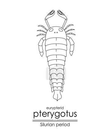 Ilustración de Pterigoto, un euriptérido de época silúrica, un escorpión marino gigante, ilustración de arte en línea en blanco y negro. Ideal tanto para colorear como para fines educativos - Imagen libre de derechos