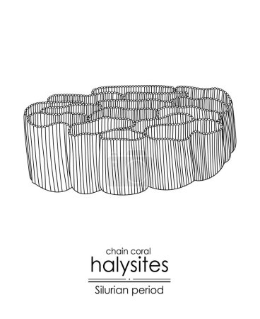 Ilustración de Halysites, una cadena de coral de época silúrica, ilustración de arte en línea en blanco y negro. Ideal tanto para colorear como para fines educativos - Imagen libre de derechos