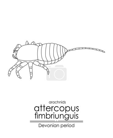 Illustration for Attercopus fimbriunguis, a Devonian period arachnid, the oldest-known spider, black and white line art illustration. Ideal for both coloring and educational purposes - Royalty Free Image