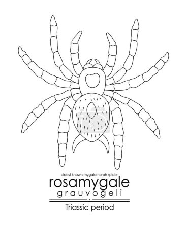 Illustration for Prehistoric spider Rosamygale grauvogeli, a Triassic period creature, oldest known mygalomorph. Black and white line art, perfect for coloring and educational purposes. - Royalty Free Image