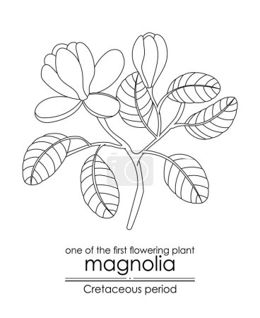 Illustration for One of the first flowering plant on Earth - Magnolia, evolved during the Cretaceous period. Black and white line art, perfect for coloring and educational purposes. - Royalty Free Image