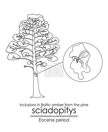 Illustration for The first inclusions in Baltic amber from Eocene pine Sciadopitys. Black and white line art, perfect for coloring and educational purposes. - Royalty Free Image