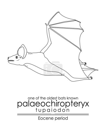Illustration for One of the oldest bats known, Palaeochiropteryx Tupaiodon from the Eocene period. Black and white line art, perfect for coloring and educational purposes. - Royalty Free Image