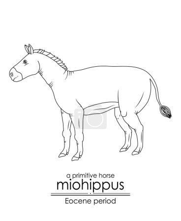 Illustration for A primitive horse Miohippus from Eocene period. Black and white line art, perfect for coloring and educational purposes. - Royalty Free Image