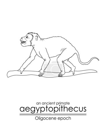 Illustration for An ancient primate, aegyptopithecus from Oligocene epoch. Black and white line art, perfect for coloring and educational purposes. - Royalty Free Image