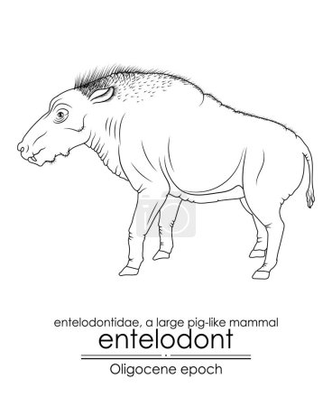 Illustration for Entelodont, also known as the hell pig, was a large pig-like mammal from the Oligocene epoch. Black and white line art, perfect for coloring and educational purposes. - Royalty Free Image