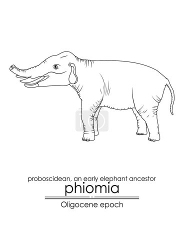 Illustration for Phiomia, an early elephant ancestor from the Oligocene epoch, with nasal bones and a very short trunk. Black and white line art, perfect for coloring and educational purposes. - Royalty Free Image