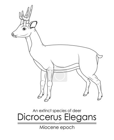 Illustration for An extinct species of deer Dicrocerus Elegans from Miocene epoch. Black and white line art, perfect for coloring and educational purposes. - Royalty Free Image