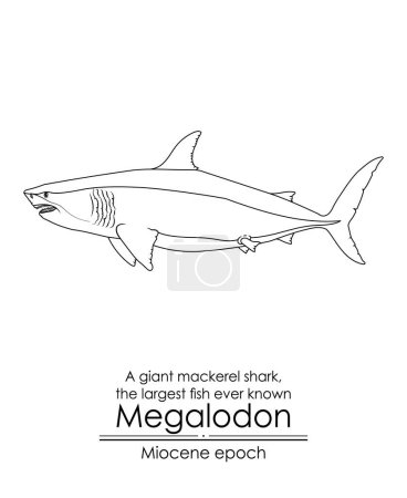 Illustration for The largest fish ever known Megalodon, a giant mackerel shark from Miocene epoch. Black and white line art, perfect for coloring and educational purposes. - Royalty Free Image
