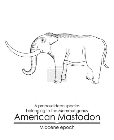 Illustration for American Mastodon, a proboscidean species belonging to the Mammut genus from Miocene epoch. Black and white line art, perfect for coloring and educational purposes. - Royalty Free Image