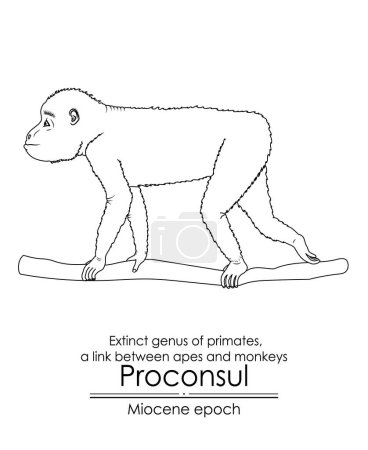 Illustration for Proconsul, extinct genus of primates, a link between apes and monkeys from Miocene epoch. Black and white line art, perfect for coloring and educational purposes. - Royalty Free Image