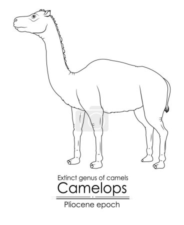 Illustration for Extinct genus of camel, Camelops from Pliocene epoch. Black and white line art, perfect for coloring and educational purposes. - Royalty Free Image