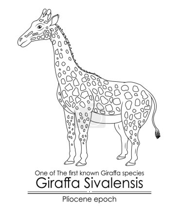 Illustration for One of The first known Giraffa species Giraffa Sivalensis from Pliocene epoch. Black and white line art, perfect for coloring and educational purposes. - Royalty Free Image