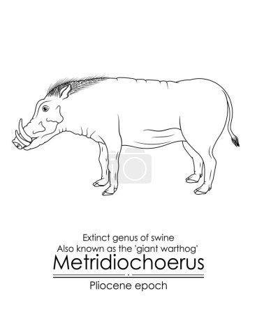 Illustration for Extinct genus of swine Metridiochoerus, also known as the giant warthog from Pliocene epoch. Black and white line art, perfect for coloring and educational purposes. - Royalty Free Image