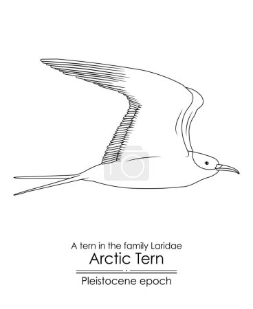Illustration for The Arctic Tern appeared in the Pleistocene epoch. Black and white line art, perfect for coloring and educational purposes. - Royalty Free Image