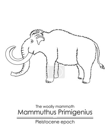Illustration for The woolly mammoth Mammuthus Primigenius from Pleistocene epoch.  Black and white line art, perfect for coloring and educational purposes. - Royalty Free Image