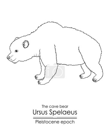 Illustration for The cave bear Ursus Spelaeus from the Pleistocene epoch.  Black and white line art, perfect for coloring and educational purposes. - Royalty Free Image