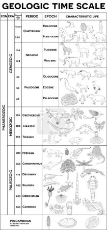 Illustration for Life evolution in the geologic time scale, eons, eras, epochs. From Precambrian to Holocene, animal evolution, discover trilobites, anomalocaris, dinosaurs, mammals, and humans. Ideal for coloring and learning. - Royalty Free Image
