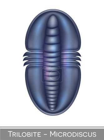 Illustration for Trilobite Microdiscus colorful illustration, a Cambrian period creature. - Royalty Free Image