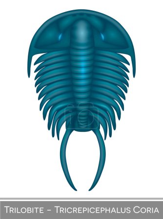 Illustration for Trilobite Tricrepicephalus Coria colorful illustration, a Cambrian period creature. - Royalty Free Image