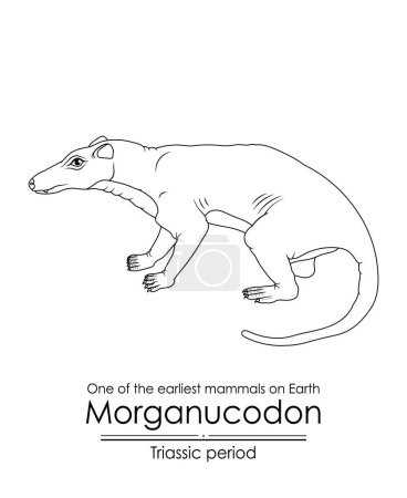 Illustration for Morganucodon, one of the earliest mammals on Earth and the ancestor of all mammals, appeared during the Triassic period. Black and white line art, perfect for coloring and educational purposes. - Royalty Free Image