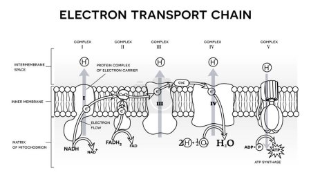 Ilustración de Una cadena de transporte de electrones, la fosforilación oxidativa, la etapa final de la respiración celular. Ocurre en la membrana mitocondrial interna en eucariotas. Ilustración en blanco y negro, se puede utilizar como página para colorear. - Imagen libre de derechos