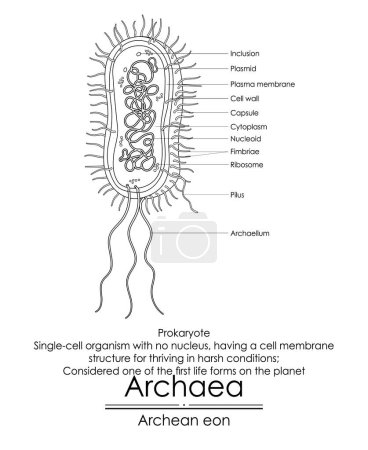 Illustration for Archaea are considered one of the first life forms on the planet, simple single-cell organisms without a nucleus. Black and white illustration - Royalty Free Image