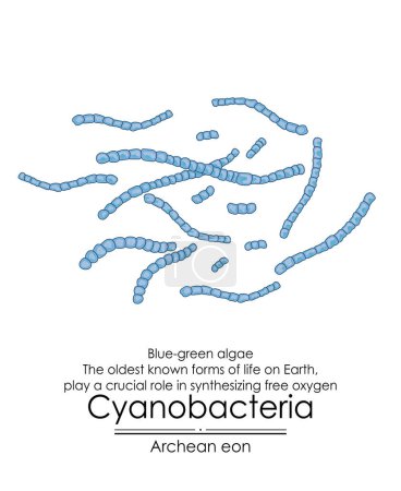 Photo for Cyanobacteria, or blue-green algae, are among the oldest known forms of life on Earth from the Archean eon. They played a crucial role by producing oxygen through photosynthesis. Colorful illustration on a white background. - Royalty Free Image