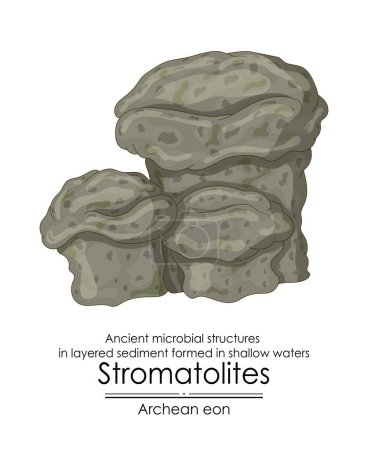 Photo for Stromatolite formations from the Archean Eon are ancient microbial structures in layered sediment, formed in shallow waters. - Royalty Free Image