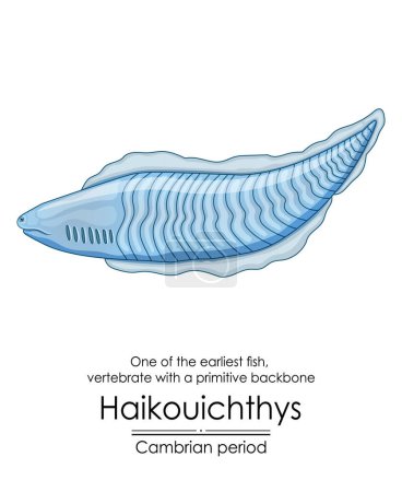 Illustration for Haikouichthys is known as one of the first fish and one of the earliest animals with a simple backbone. It lived during the Cambrian period. Colorful illustration on a white background - Royalty Free Image