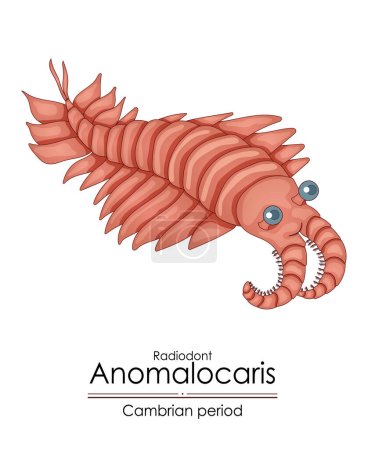 Illustration for Anomalocaris, a Cambrian period creature. Colorful illustration on a white background - Royalty Free Image