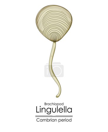 Photo for Lingulella phosphatic shelled brachiopod, a Cambrian period creature. Colorful illustration on a white background. - Royalty Free Image