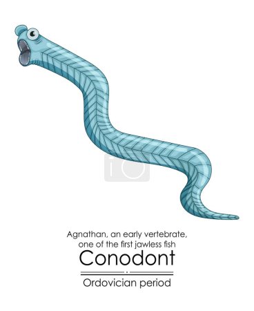 Ilustración de Conodont an Ordovician period jawless vertebrate. Ilustración colorida sobre un fondo blanco - Imagen libre de derechos