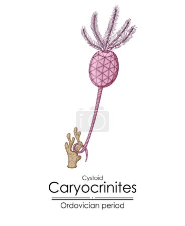 Photo for Cystoid Caryocrinites, an Ordovician period creature. Colorful illustration on a white background - Royalty Free Image
