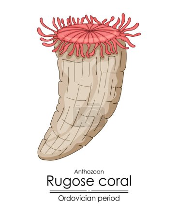 Photo for Rugose coral, an Ordovician period creature. Colorful illustration on a white background - Royalty Free Image