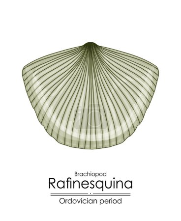 Photo for Rafinesquina, an Ordovician period brachiopod. Colorful illustration on a white background - Royalty Free Image