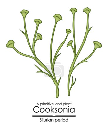 Ilustración de Cooksonia, una planta de tierra primitiva de la época silúrica, ilustración colorida sobre un fondo blanco - Imagen libre de derechos