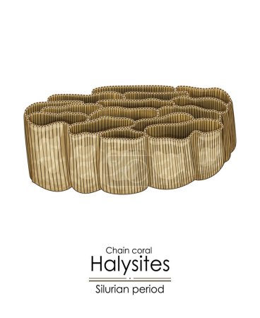 Ilustración de Halysites, una cadena de coral del período silúrico, ilustración colorida sobre un fondo blanco - Imagen libre de derechos