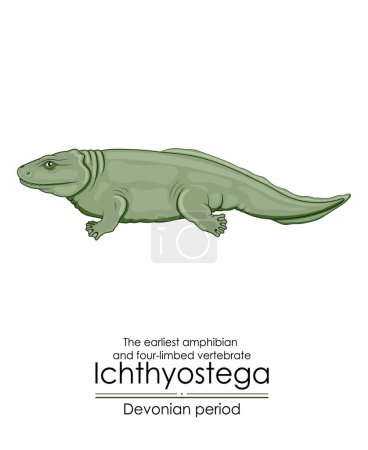 Ichthyostega est le premier amphibien et vertébré à quatre pattes de la période dévonienne. Illustration colorée sur fond blanc