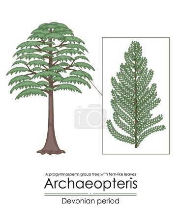 Archaeopteris, the earliest known woody tree, a Devonian period progymnosperm group tree with fern-like leaves. Colorful illustration on a white background