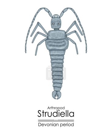 Strudiella, a Devonian period arthropod, but possible an insect. Colorful illustration on a white background