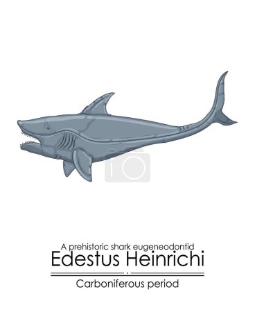 Photo for Edestus Heinrichi, a prehistoric shark eugeneodontid, creature from the Carboniferous Period, also known as Scissor-tooth shark. Colorful illustration on a white background - Royalty Free Image