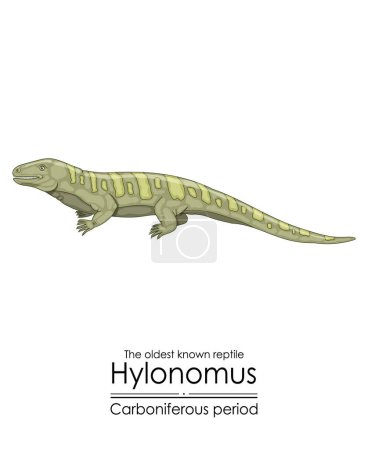 Hylonomus, the oldest reptile without any doubt, a stem tetrapod from the Carboniferous Period. Colorful illustration on a white background