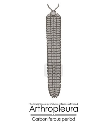 Téléchargez les illustrations : Arthropleura, le plus grand invertébré connu, arthropode millipèdes, créature éteinte de la période carbonifère, Illustration colorée sur fond blanc - en licence libre de droit